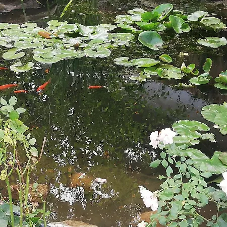 Rozsa Apartman Apartment
