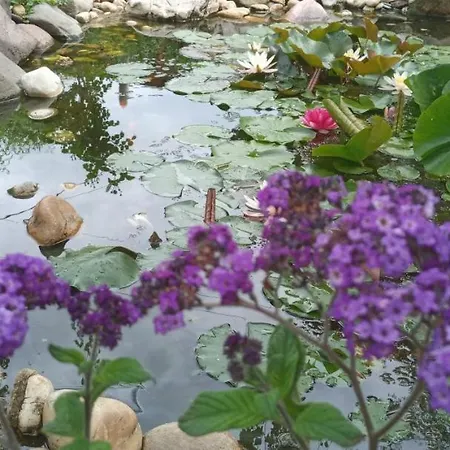 Rozsa Apartman Apartment Mako